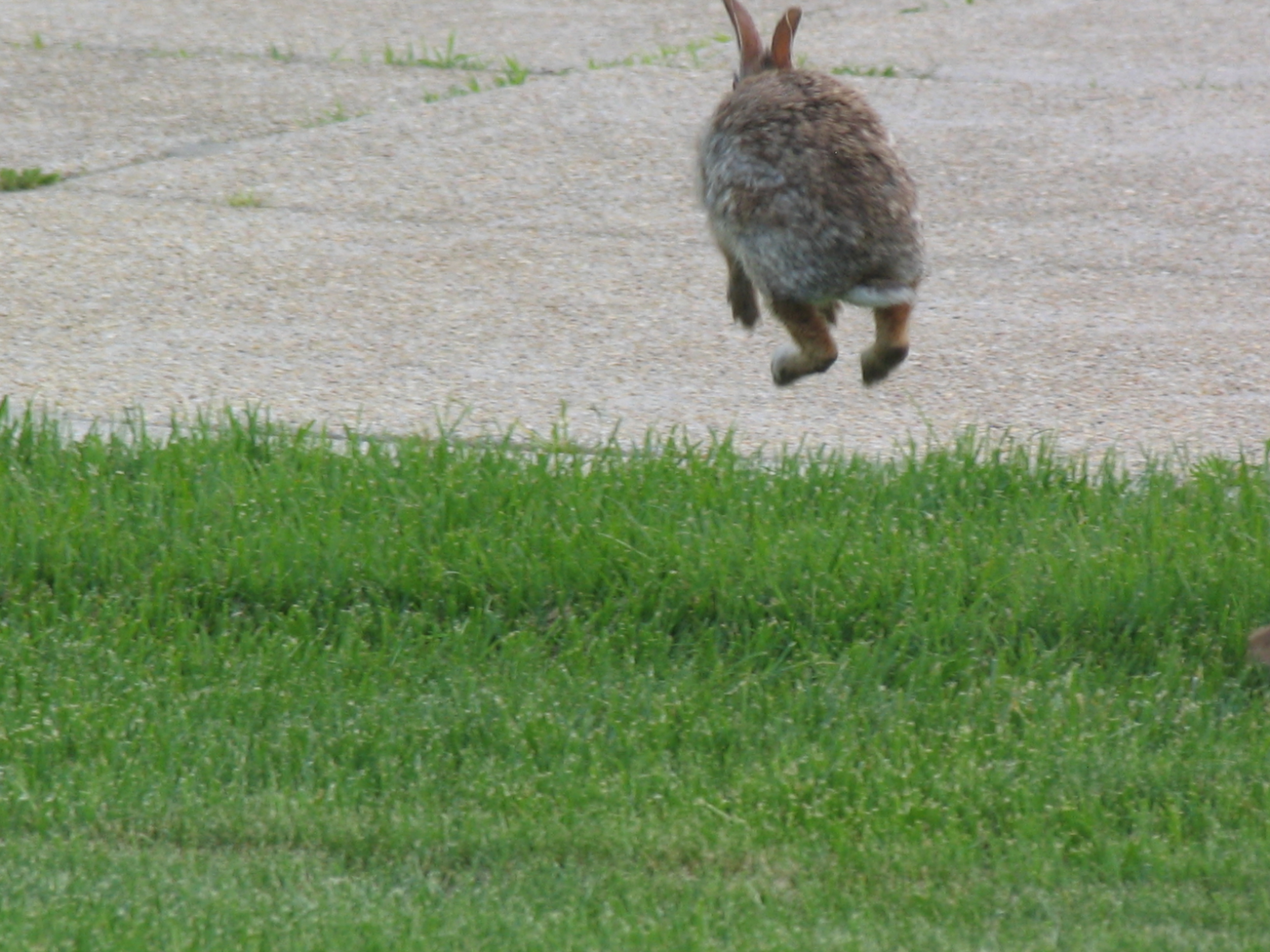 Bunny Hop