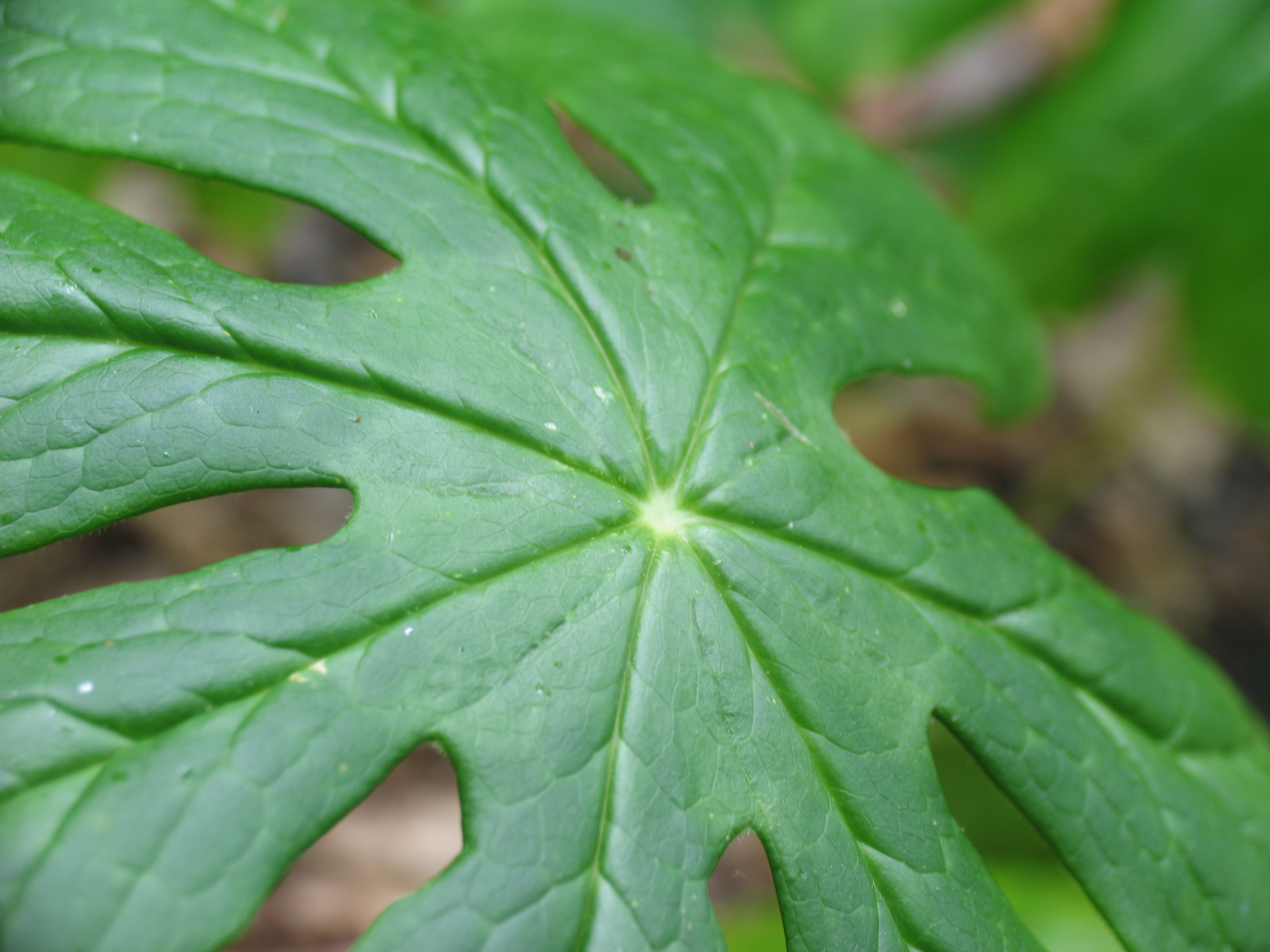 MayApple