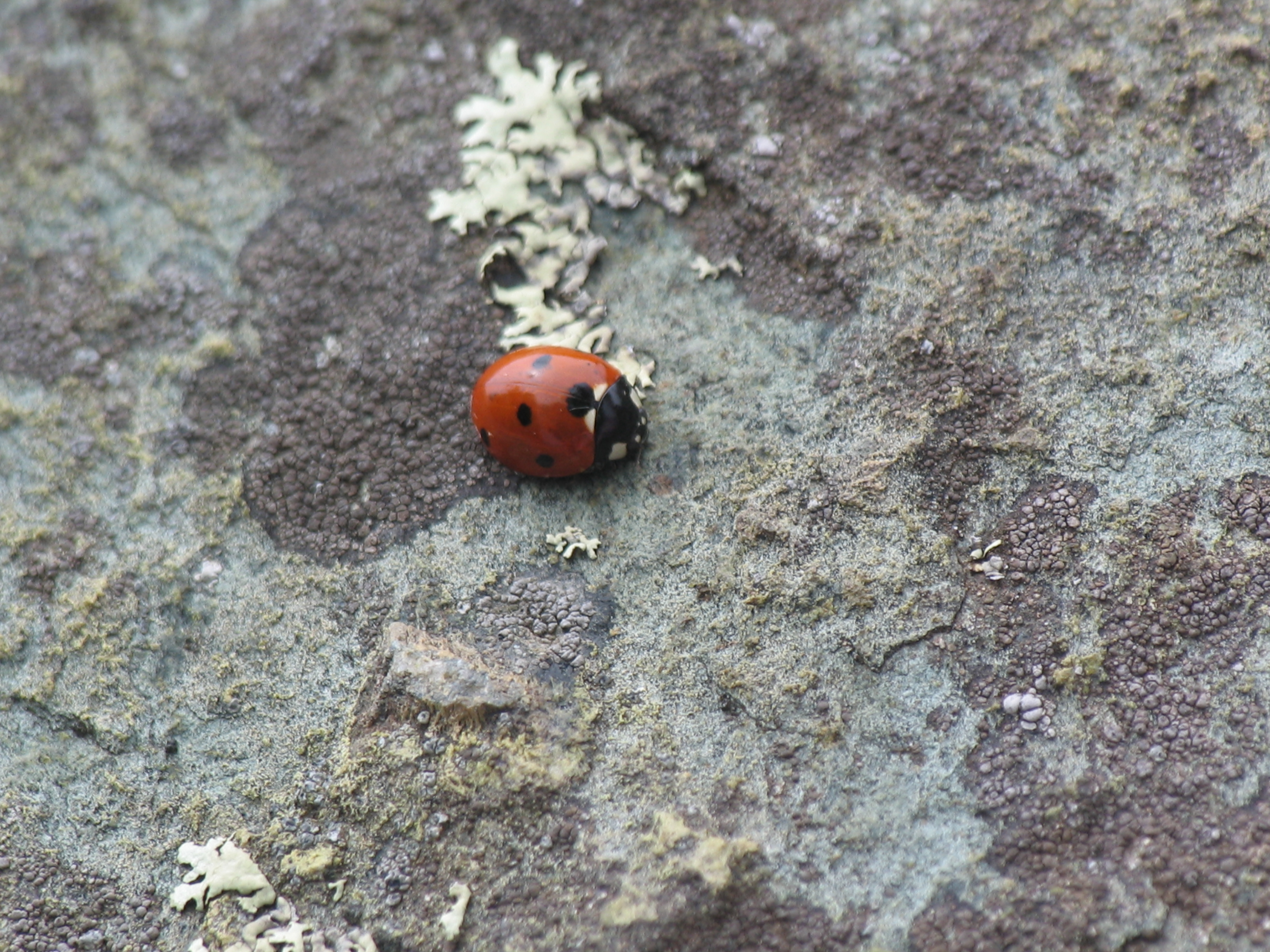 Lady Bird