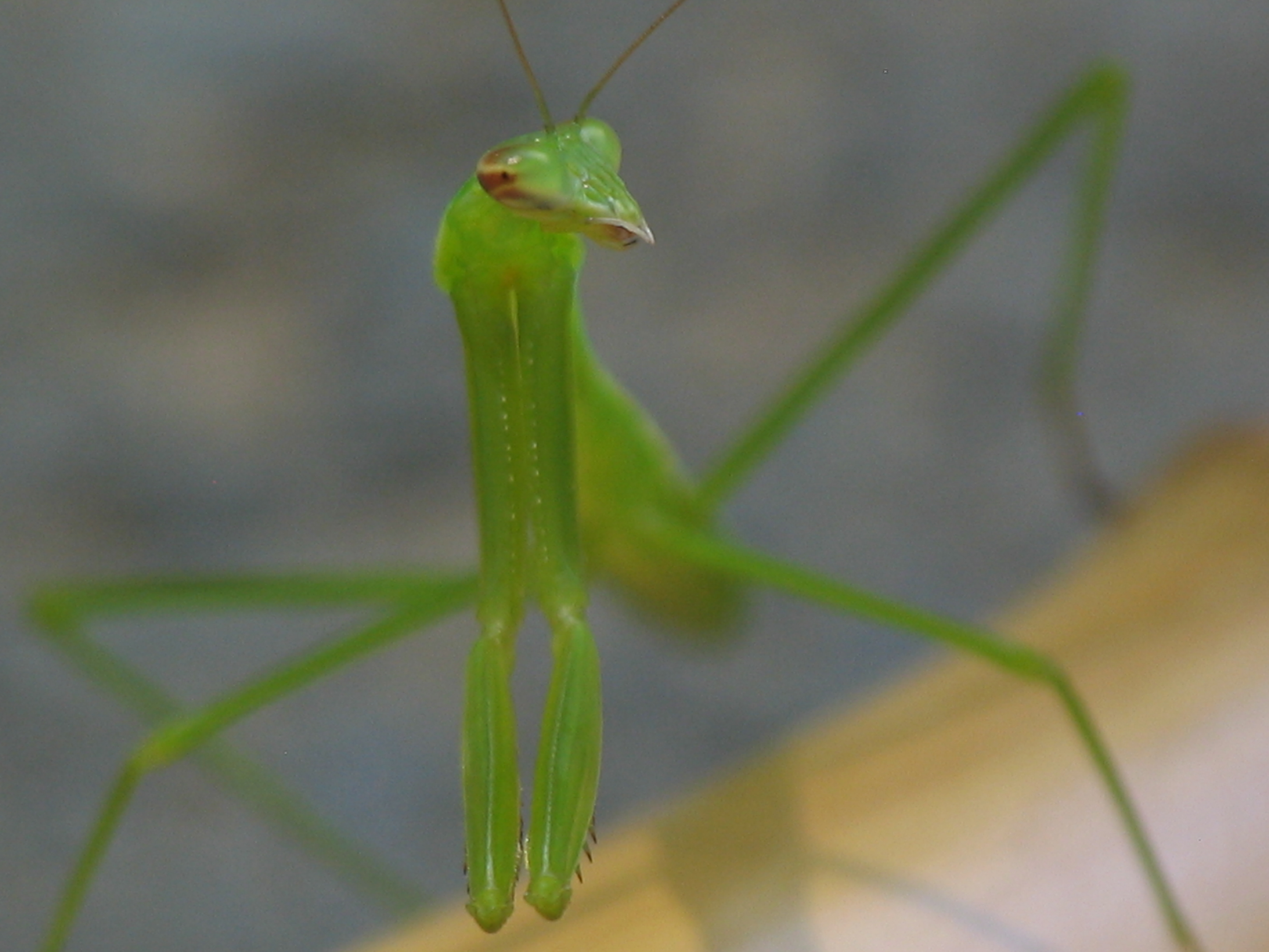 Praying Mantis