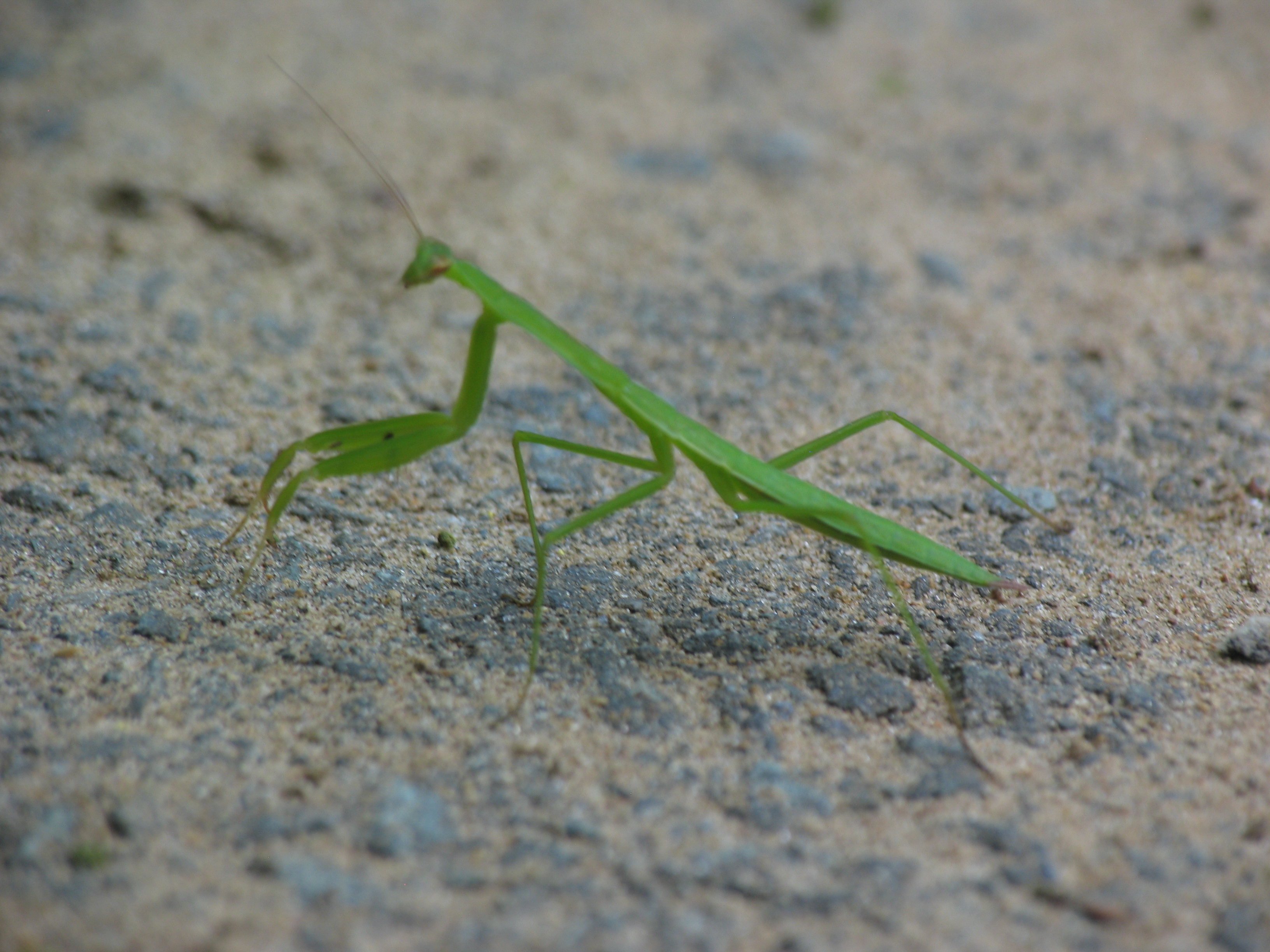 Praying Mantis on the path