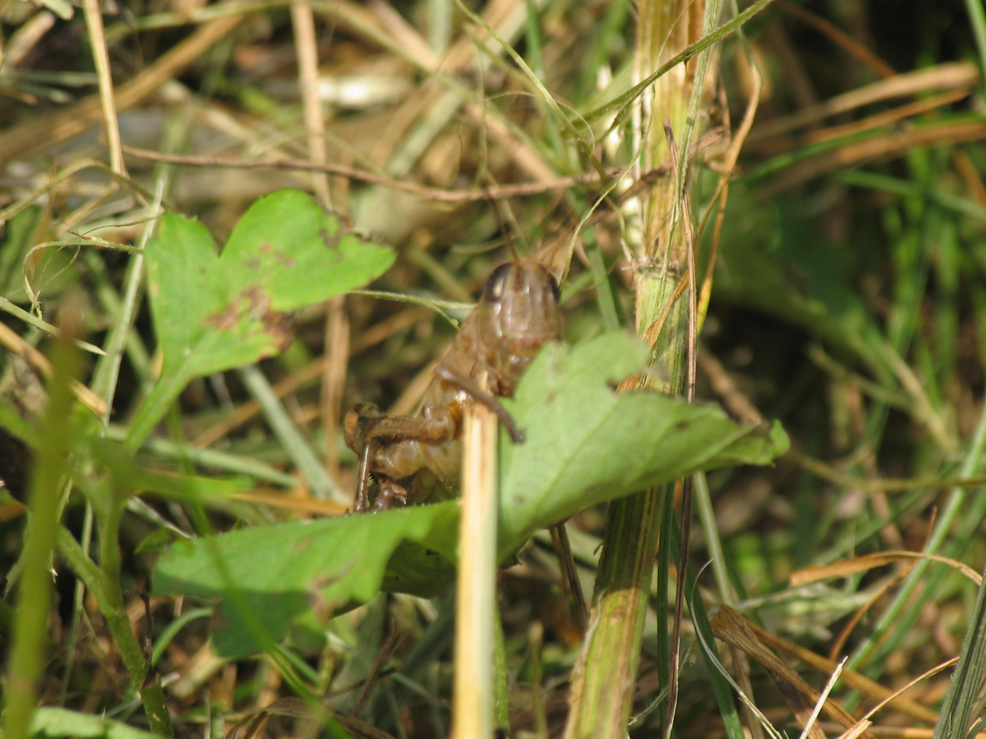 Cricket