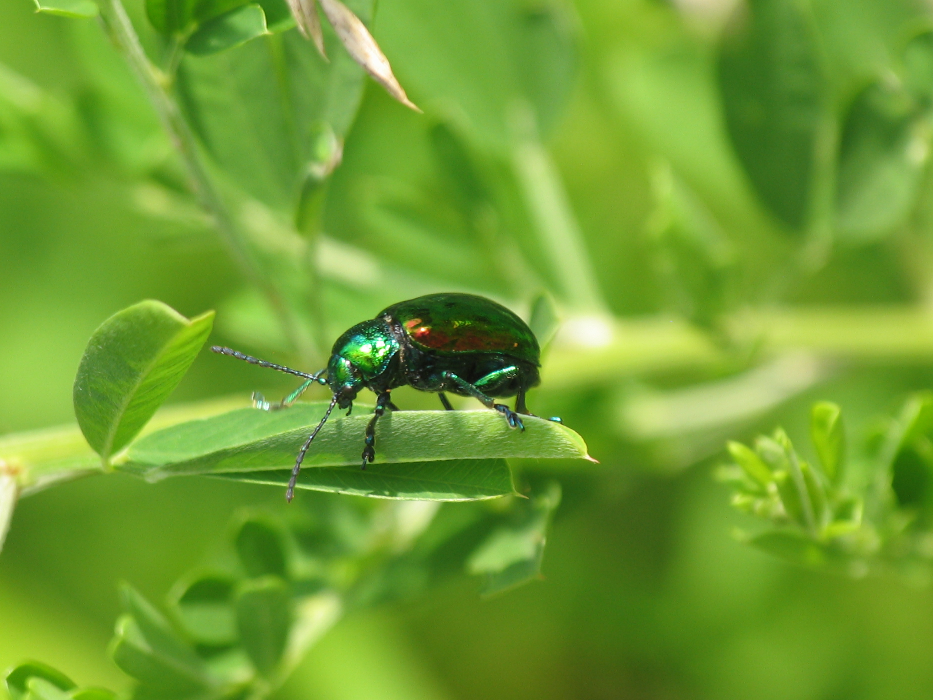 Chrysolina fastuosa